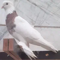 کبوتر طوقی پاپر و دمی