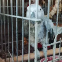 پرنده .