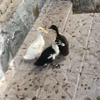 اردک