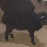 نر بره شاخی