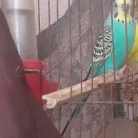 فروش مرغ عشق