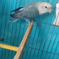 کوتوله اوپال ماده