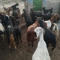 بز و کهره