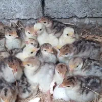 جوجه بوقلمون یک روزه