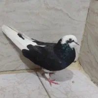 کفتر