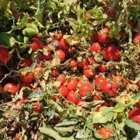 گوجه درجه یک مناسب بازار ورب