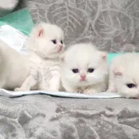 پاستیل قشنگا