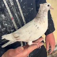 جوجه کفتر پرشی