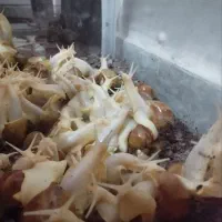 حلزون آلبینو گوشت سفید