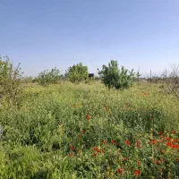 فروش باغ در روستای سیمین زاغه