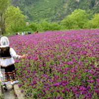 گل،وگیاهان مزرععه صد،درصدی