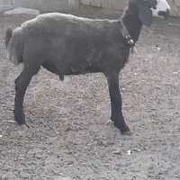 بره نر افشار و شال درجه یک