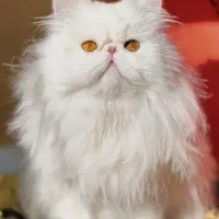 حیوانات