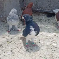 کبوتر