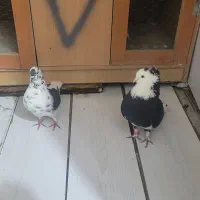 کبوتر نر و ماده قاره دم سفید شازده سیاه