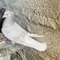 اشعل کوهی کرم شکلاتی دم سفید