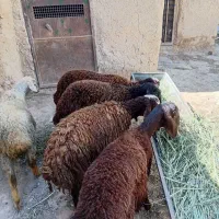 میش چاق برا قربانی