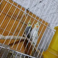 عروس هلندی