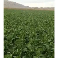 سرکارگر کشاورزی