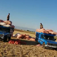 کاه گندم و جو