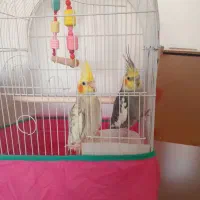 عروس هلندی با جوجه قفس و لونه