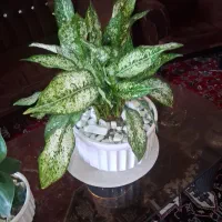 پرورش گل و گیاه آپارتمانی