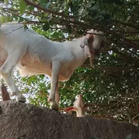 گوسفند نر