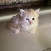 بریتیش گلد لانگ هیر پشمالو