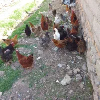 خرید وفروش انواع مرغهای زینتی بومی سفارشی وغیره