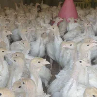 ارزانسرای جوجه محلی مرغ بوقلمون