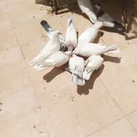 کبوتر