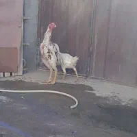 مرغ
