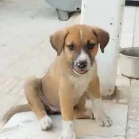 سگ.خانگی.بیگل..خارجی