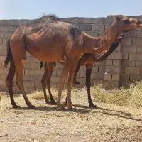 شتر