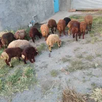 گوسفند . بره قیمت توافقی