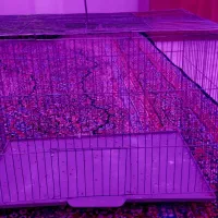 قفس عروس هلندی