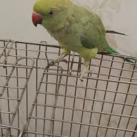 طوطی ملنگو