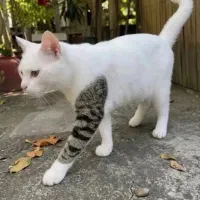 گربه خوشگل و بلا