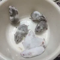 بچه همستر سالم و سرحال