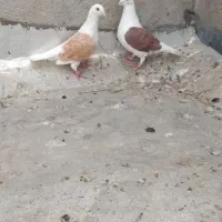 دوکت آلمانی و سرک شهری