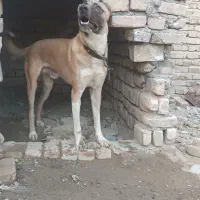 سگ گله ای