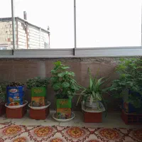 گل‌طبیعی|گل و گیاه طبیعی|مریوان, |دیوار