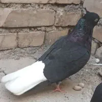 کبوتر اشعل و کوهی