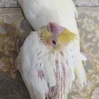 جوجه عروس زعفرانی