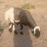 بره قوچ