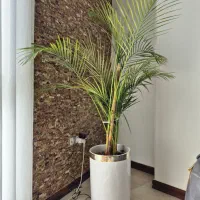 چند عدد گلدان باگل (نخل اریکا، کوروتون، بابا آدم )