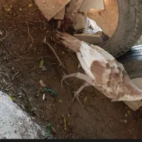 بوقلمون