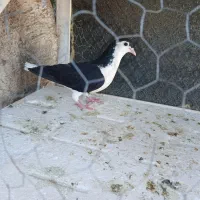 کبوتر|پرنده|مسجد سلیمان, |دیوار