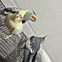 عروس هلندی مولد بالغ