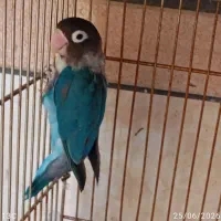 کوتوله ماده اماده
